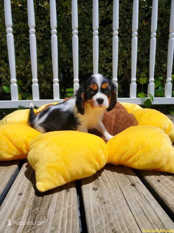 Halo, a female Cavalier King Charles Spaniel for sale in Loogootee, IN – Photo 1 of 4