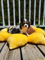 Halo, a female Cavalier King Charles Spaniel for sale in Loogootee, IN – Photo 1 of 4