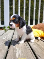 Halo, a female Cavalier King Charles Spaniel for sale in Loogootee, IN – Photo 4 of 4