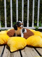 Halo, a female Cavalier King Charles Spaniel for sale in Loogootee, IN – Photo 3 of 4