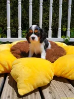Halo, a female Cavalier King Charles Spaniel for sale in Loogootee, IN – Photo 2 of 4