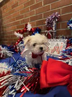 Kasper , a male Maltese for sale in Loogootee, IN – 7 of 8