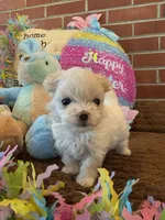 Kasper , a male Maltese for sale in Loogootee, IN – Photo 3 of 7