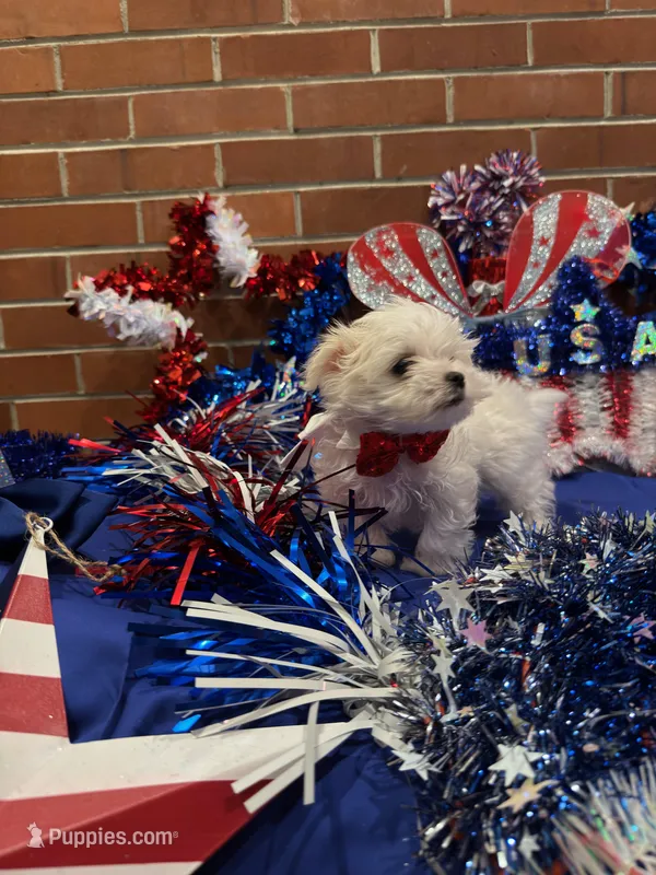 Kasper  – Maltese puppy for sale in Daytona Beach Shores, FL