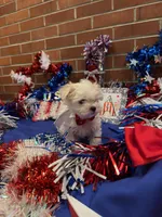 Kasper , a male Maltese for sale in Loogootee, IN – 3 of 8