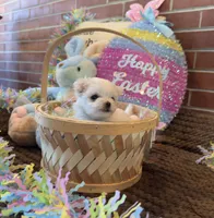 Kasper , a male Maltese for sale in Loogootee, IN – Photo 5 of 7