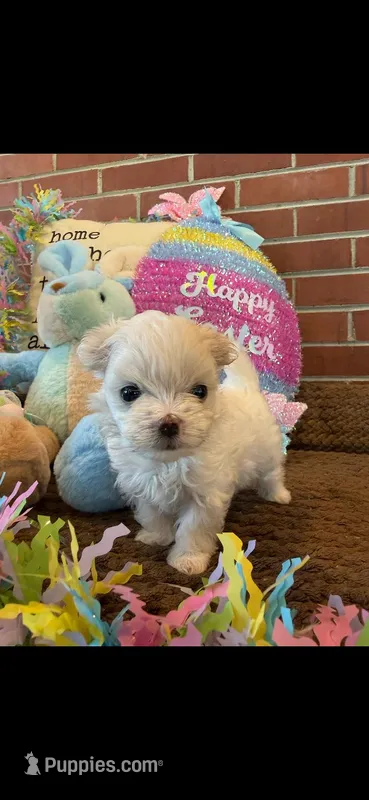 Kasper  – Maltese puppy for sale in Loogootee, IN