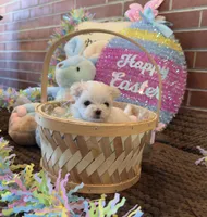 Kasper , a male Maltese for sale in Loogootee, IN – Photo 4 of 7