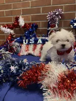 Kasper , a male Maltese for sale in Loogootee, IN – 5 of 8