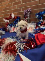 Kasper , a male Maltese for sale in Loogootee, IN – 2 of 8