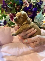 Minnie, a female Cavachon for sale in Jasper, IN – 8 of 10