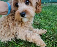 Canyon, a male Cavapoo for sale in Loogootee, IN – Photo 3 of 6