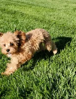 Canyon, a male Cavapoo for sale in Loogootee, IN – Photo 2 of 6