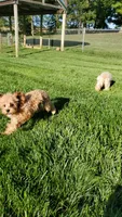 Canyon, a male Cavapoo for sale in Loogootee, IN – Photo 4 of 6