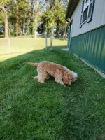 Canyon, a male Cavapoo for sale in Loogootee, IN – Photo 5 of 6