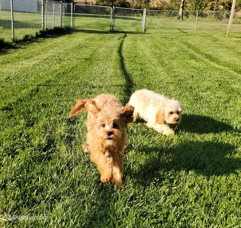 Canyon, a male Cavapoo for sale in Loogootee, IN – Photo 1 of 6