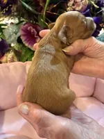 Minnie, a female Cavachon for sale in Jasper, IN – 5 of 10