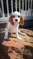 Charlie, a male Cavalier King Charles Spaniel for sale in Loogootee, IN – Photo 2 of 2