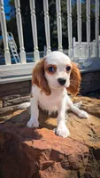 Charlie, a male Cavalier King Charles Spaniel for sale in Loogootee, IN – Photo 1 of 2