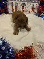 Rosie , a female Cavapoo for sale in Loogootee, IN – 2 of 7