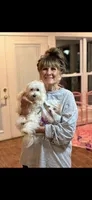 Male, a male Maltese for sale in Loogootee, IN – 4 of 6