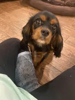 Zanado , a female Cavalier King Charles Spaniel for sale in Daytona Beach Shores, FL – Photo 1 of 5