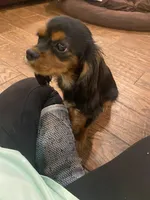 Zanado , a female Cavalier King Charles Spaniel for sale in Daytona Beach Shores, FL – Photo 2 of 5