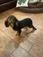 Zanado , a female Cavalier King Charles Spaniel for sale in Daytona Beach Shores, FL – Photo 3 of 5