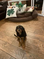 Zanado , a female Cavalier King Charles Spaniel for sale in Daytona Beach Shores, FL – Photo 4 of 5