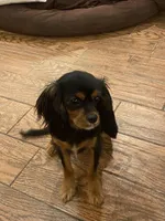 Zanado , a female Cavalier King Charles Spaniel for sale in Loogootee, IN – Photo 5 of 7