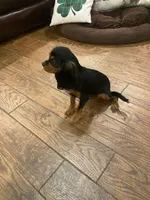 Zanado , a female Cavalier King Charles Spaniel for sale in Daytona Beach Shores, FL – Photo 5 of 5