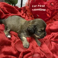 Cody, a male Cavachon for sale in Loogootee, IN – Photo 6 of 7