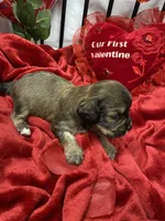 Cody, a male Cavachon for sale in Loogootee, IN – Photo 6 of 7