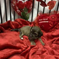 Cody, a male Cavachon for sale in Loogootee, IN – Photo 5 of 7