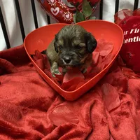 Cody, a male Cavachon for sale in Loogootee, IN – Photo 3 of 7