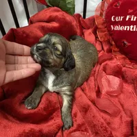 Cody, a male Cavachon for sale in Loogootee, IN – Photo 7 of 7