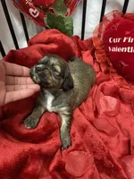 Cody, a male Cavachon for sale in Loogootee, IN – Photo 7 of 7