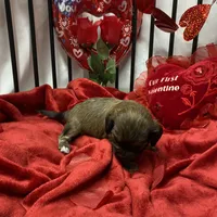 Cody, a male Cavachon for sale in Loogootee, IN – Photo 2 of 7