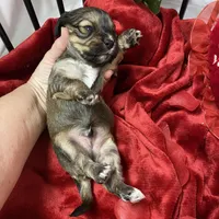 Cody, a male Cavachon for sale in Loogootee, IN – Photo 4 of 7