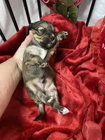 Cody, a male Cavachon for sale in Loogootee, IN – Photo 4 of 7