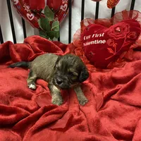Cody, a male Cavachon for sale in Loogootee, IN – Photo 1 of 7