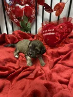 Cody, a male Cavachon for sale in Loogootee, IN – Photo 1 of 7