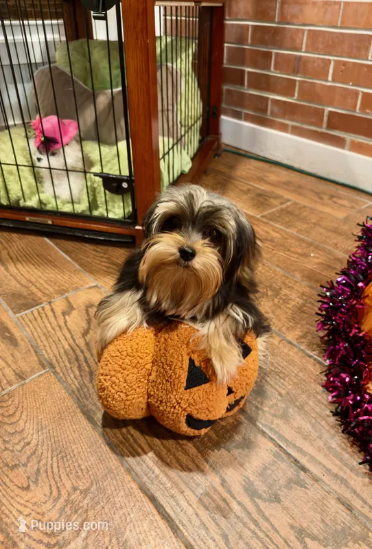 Little Bo – Morkie puppy for sale in Jasper, IN