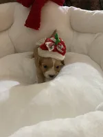 Paisley, a female Cavapoo for sale in Loogootee, IN – Photo 3 of 4