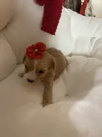 Paisley, a female Cavapoo for sale in Loogootee, IN – Photo 1 of 4