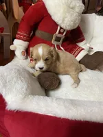 Paisley, a female Cavapoo for sale in Loogootee, IN – Photo 2 of 4