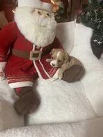 Paisley, a female Cavapoo for sale in Loogootee, IN – Photo 4 of 4