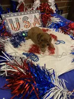 Rosie , a female Cavapoo for sale in Loogootee, IN – 4 of 7