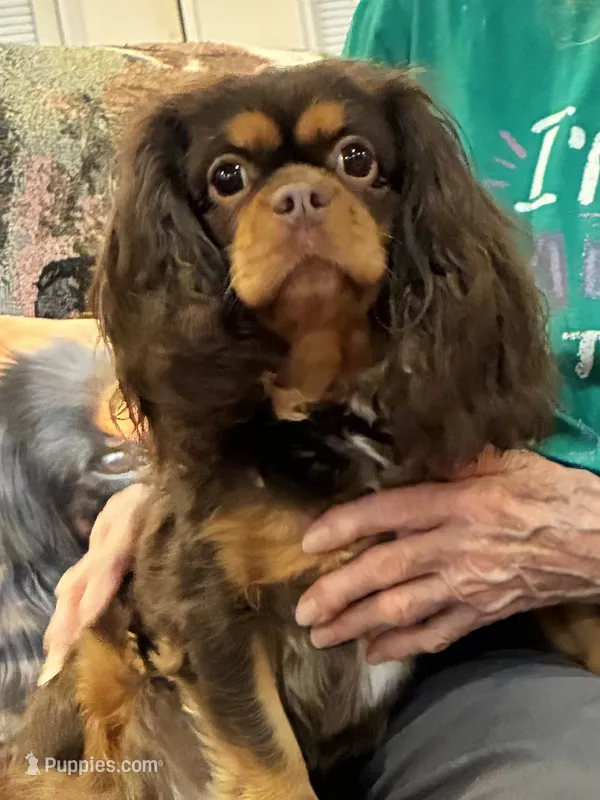 Brown Sugar – Cavalier King Charles Spaniel puppy for sale in Loogootee, IN