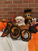 Boy1, a male Maltese for sale in Jasper, IN – 1 of 8